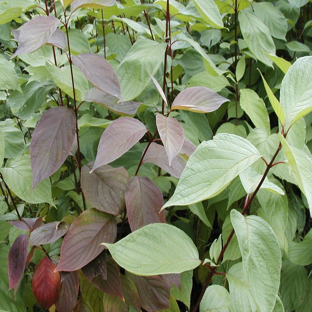 CORNUS ALBA SIBIRICA