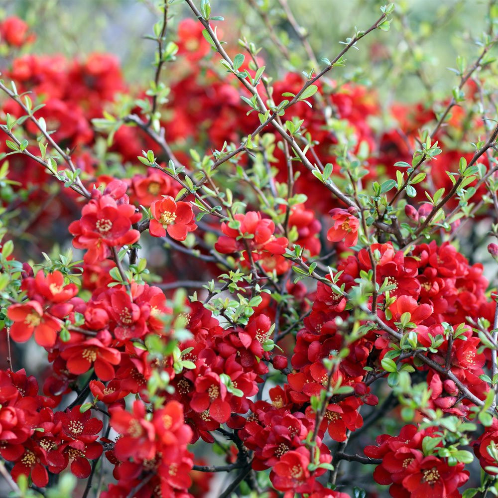 CHAENOMELES JAPONICA 