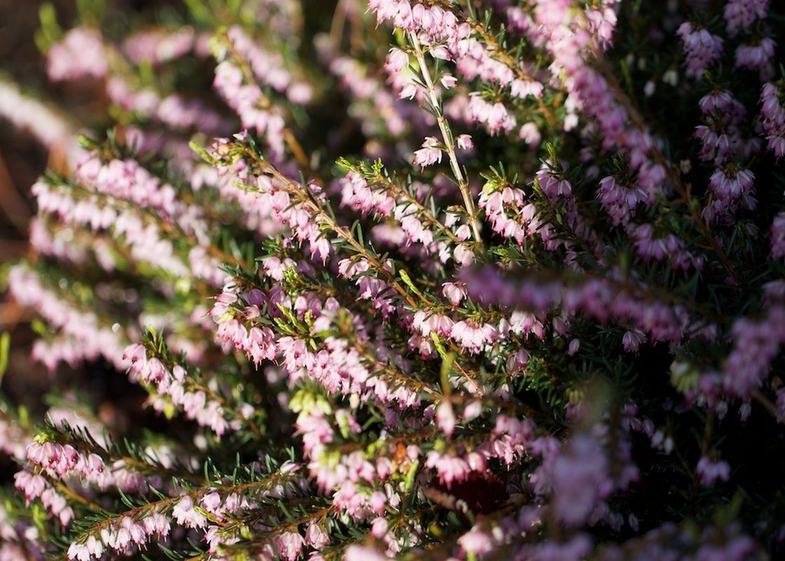 ERICA X DARLEYENSIS