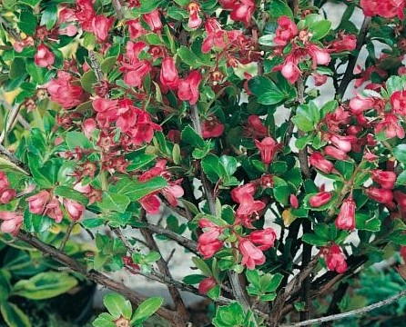 ESCALLONIA RUBRA DONARD RADIANCE