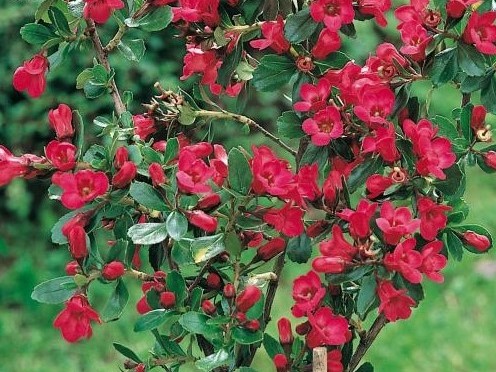 ESCALLONIA RUBRA PRIDE OF DONARD