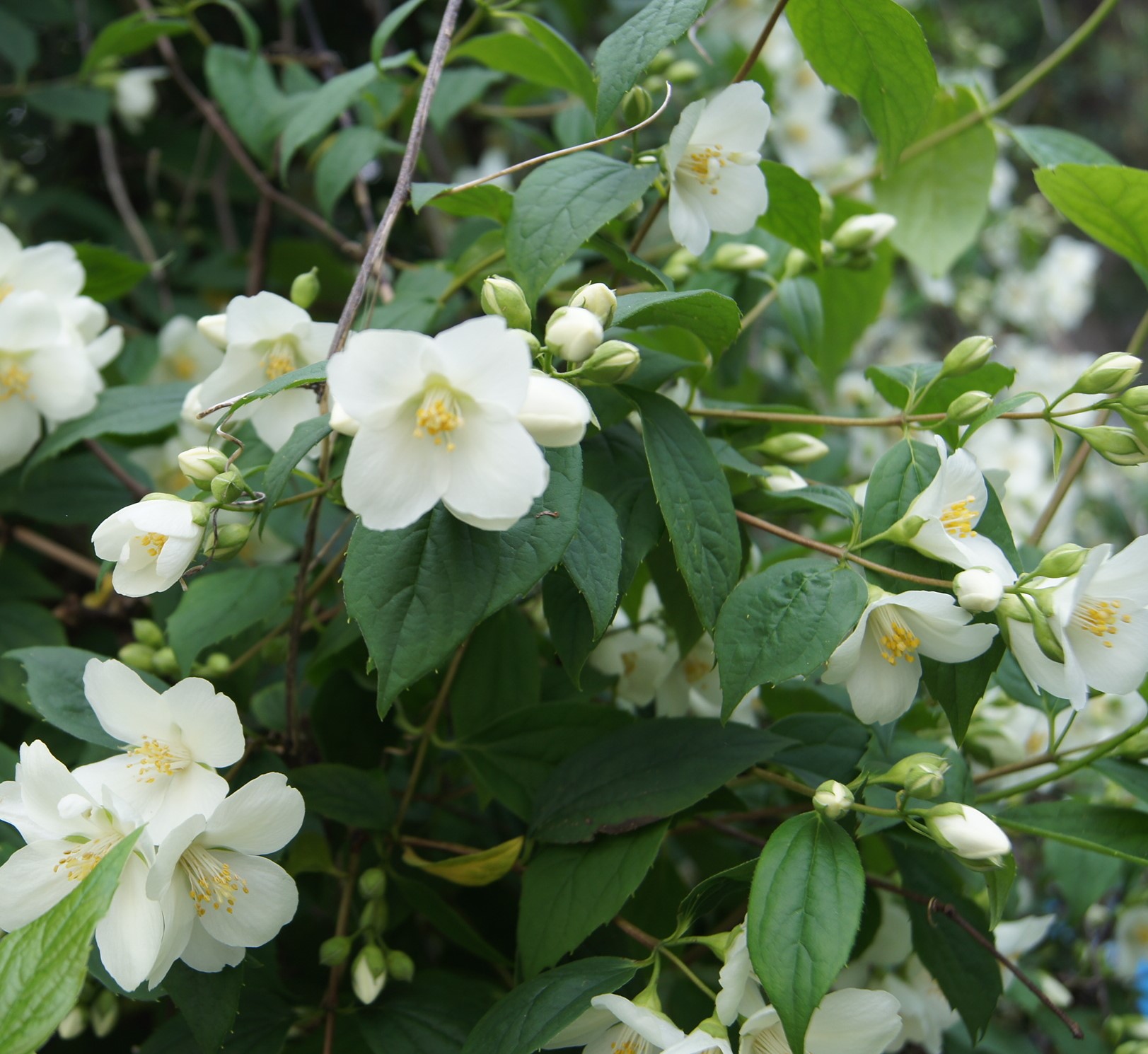 PHILADELPHUS CORONARIUS