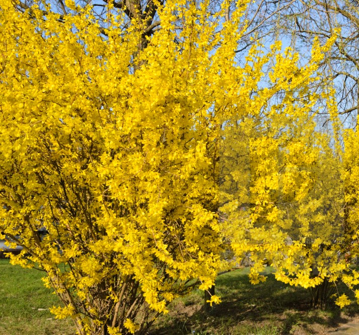 FORSYTHIA X INTERMEDIA