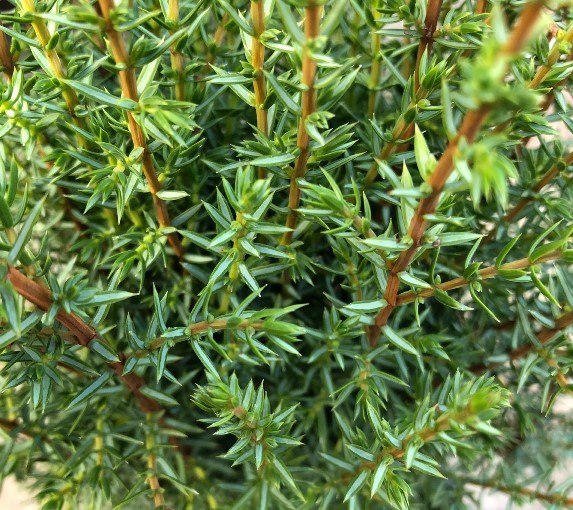 JUNIPERUS COMMUNIS HIBERNICA