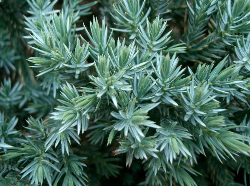 JUNIPERUS SQUAMATA BLUE STAR