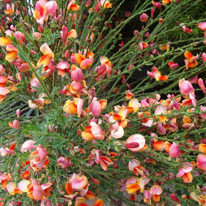 CYTISUS MULTIFLORUM