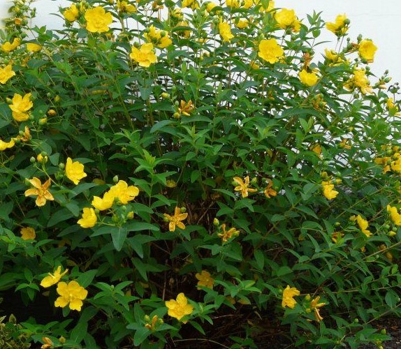 HYPERICUM PATULUM HIDCOTE