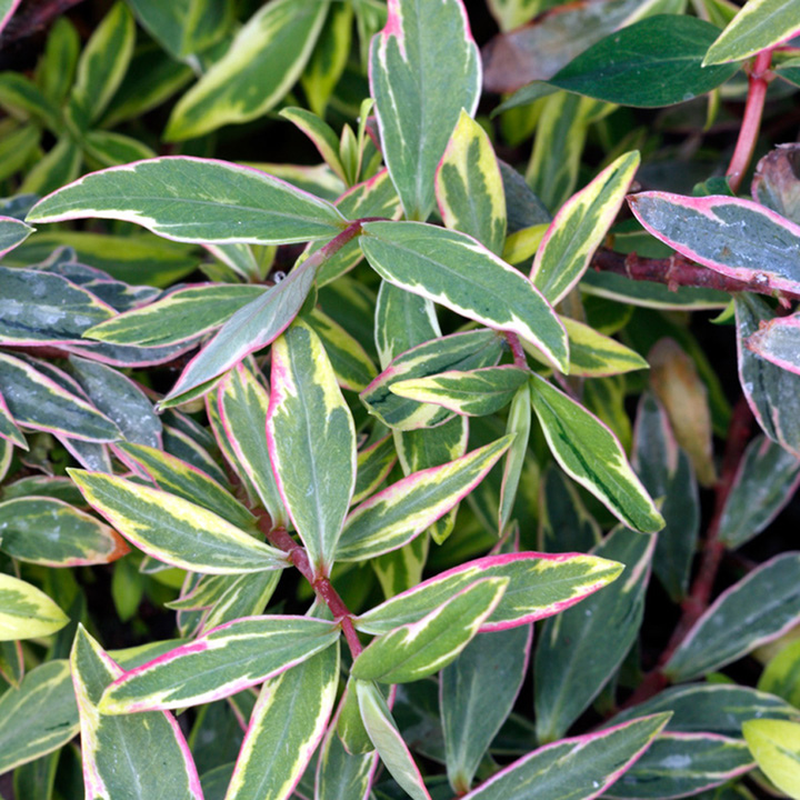 HYPERICUM X MOSERIANUM TRICOLOR