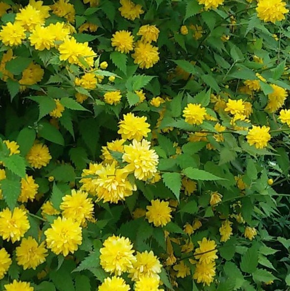 KERRIA JAPONICA 