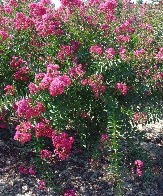 LAGERSTROEMIA INDICA 