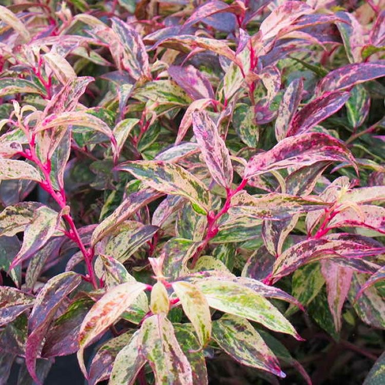 LEUCOTHOE FONTANESIANA RAINBOWS