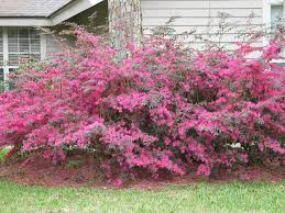 LOROPETALUM CHINENSE FIRE DANCE