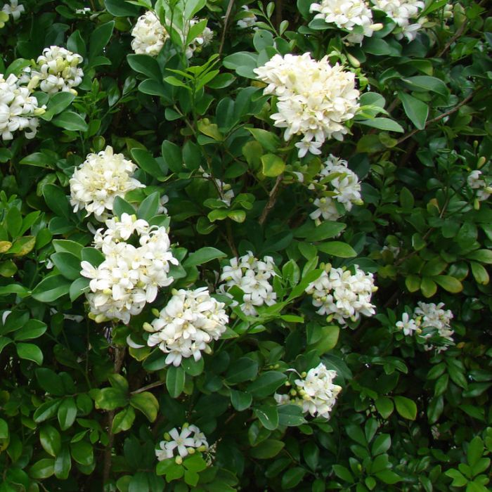 MURRAYA PANICULATA