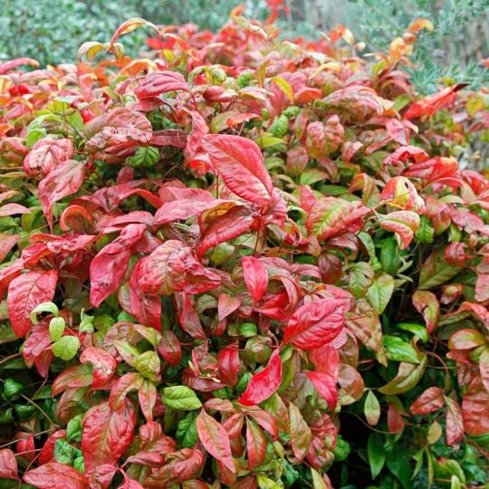 NANDINA DOMESTICA FIRE POWER