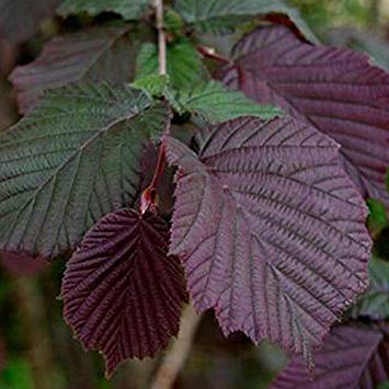 CORYLUS MAXIMA PURPUREA