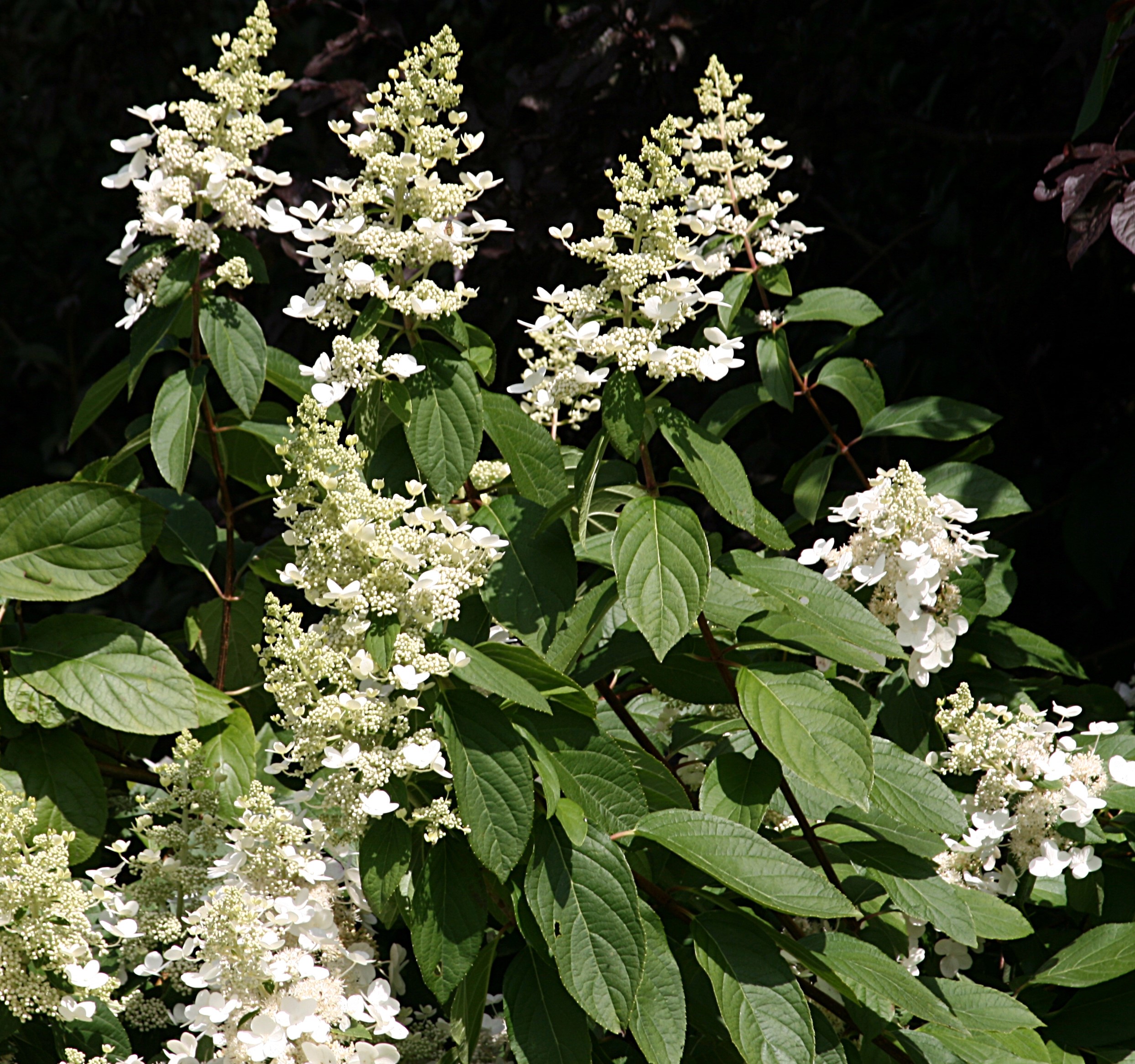 HYDRANGEA PANICULATA