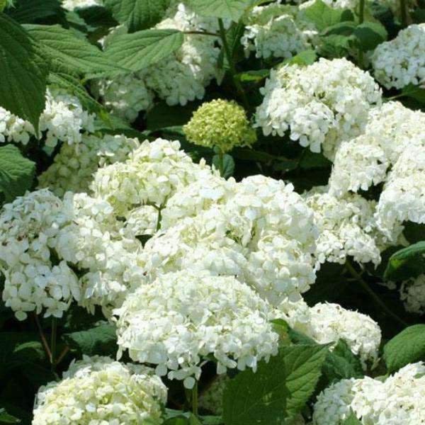 HYDRANGEA ARBORESCENS