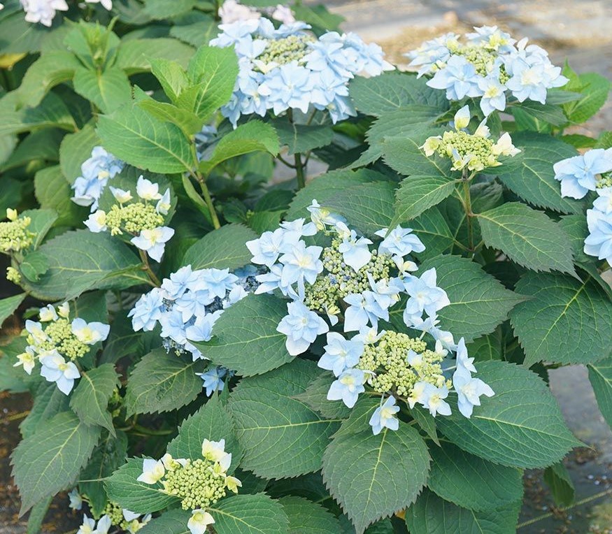 HYDRANGEA SERRATA