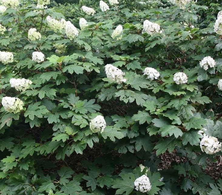 HYDRANGEA QUERCIFOLIA