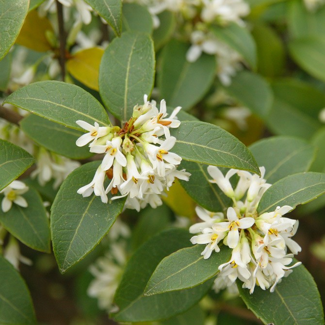 OSMANTHUS X BURKWOODII