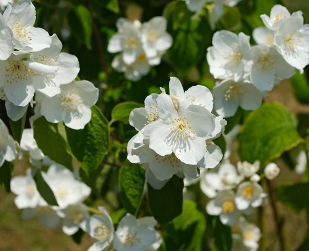 PHILADELPHUS INODORUS