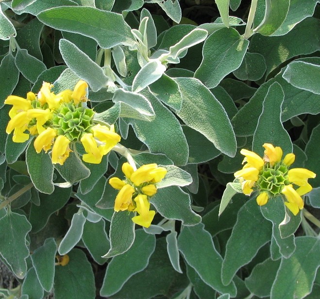 PHLOMIS FRUTICOSA