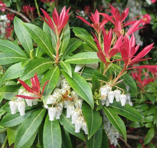 PIERIS JAPONICA