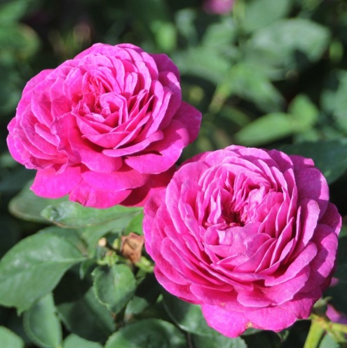 HEYDI KLUM ROSES 