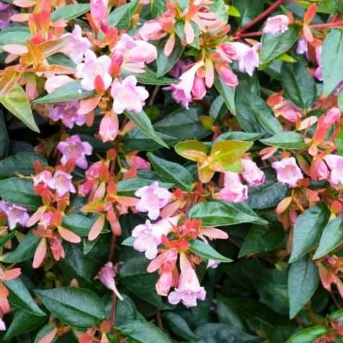 ABELIA X GRANDIFLORA "EDWARD GOUCHER" 