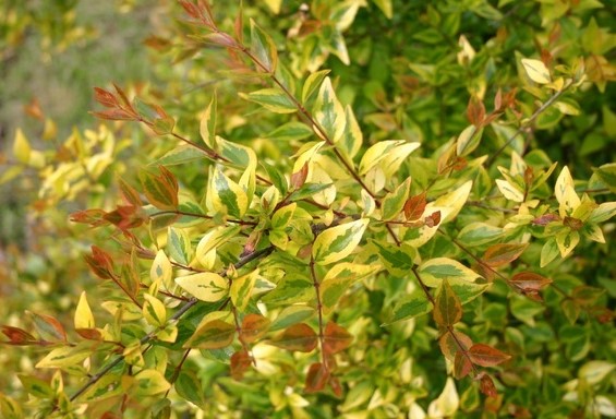 ABELIA X GRANDIFLORA "GOLD SPOT"