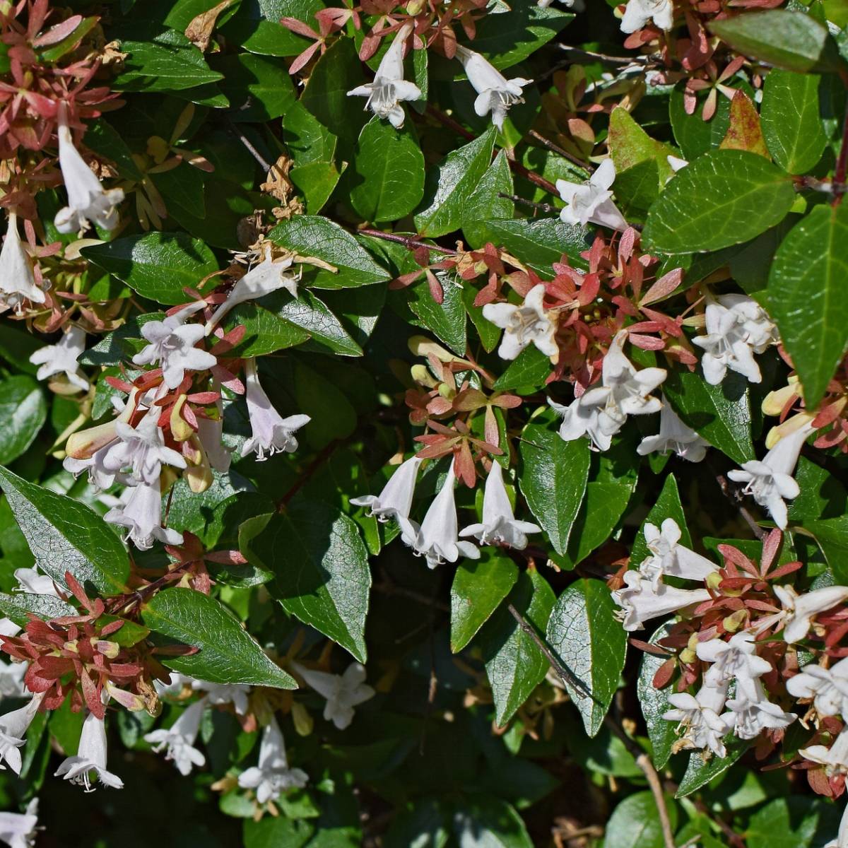 ABELIA X GRANDIFLORA "PROSTRATA"