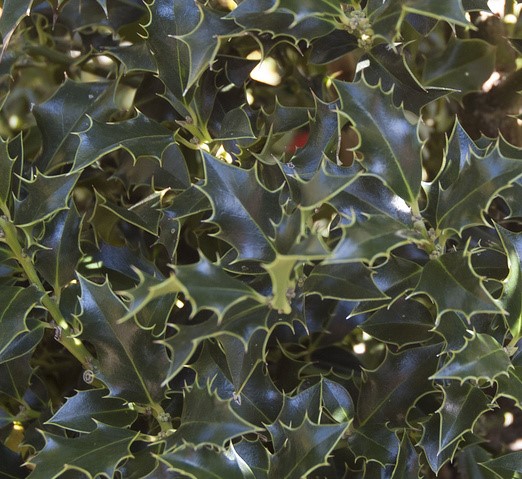 ILEX AQUIFOLIUM