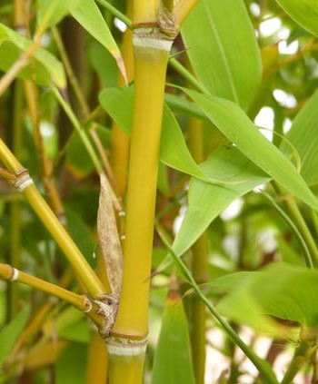 PHYLLOSTACHYS AUREA