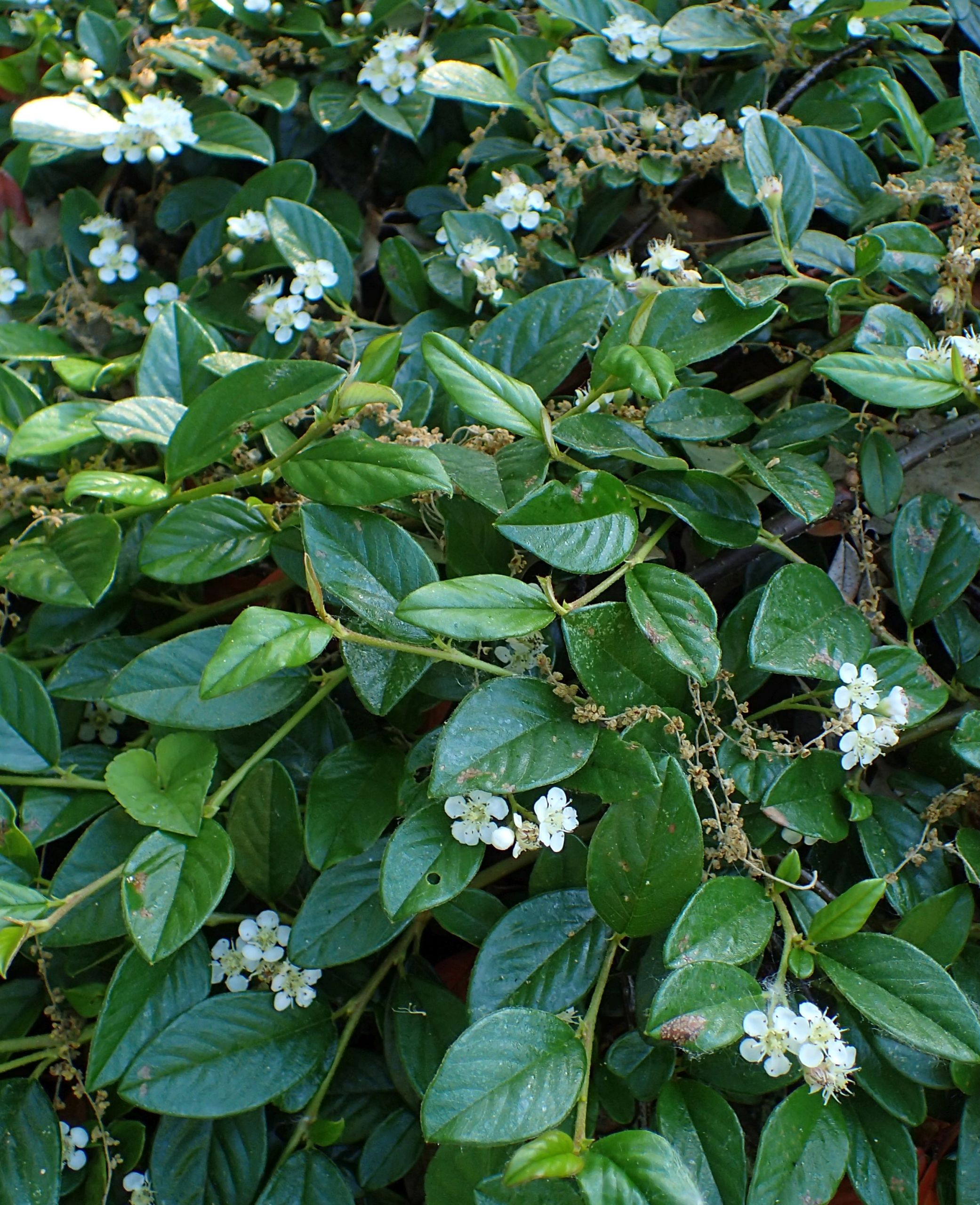 COTONEASTER DAMMERI