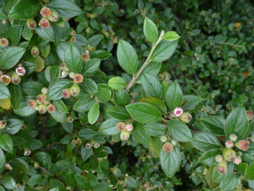 COTONEASTER FRANCHETII