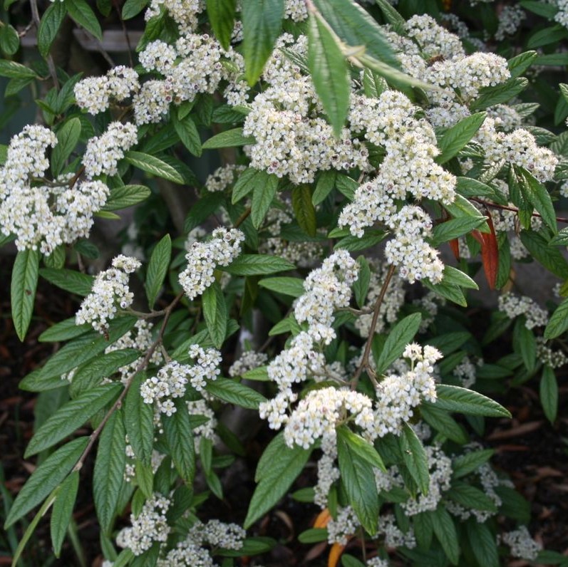 COTONEASTER SALICIFOLIUS