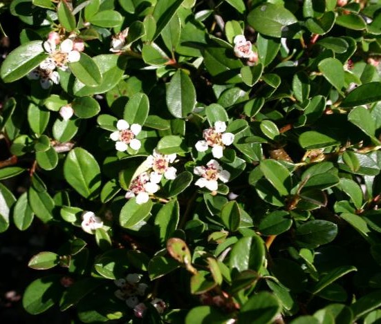 COTONEASTER RADICANS