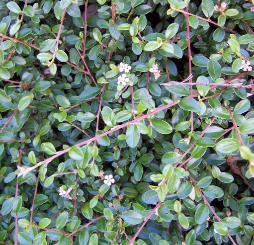 COTONEASTER HORIZONTALIS