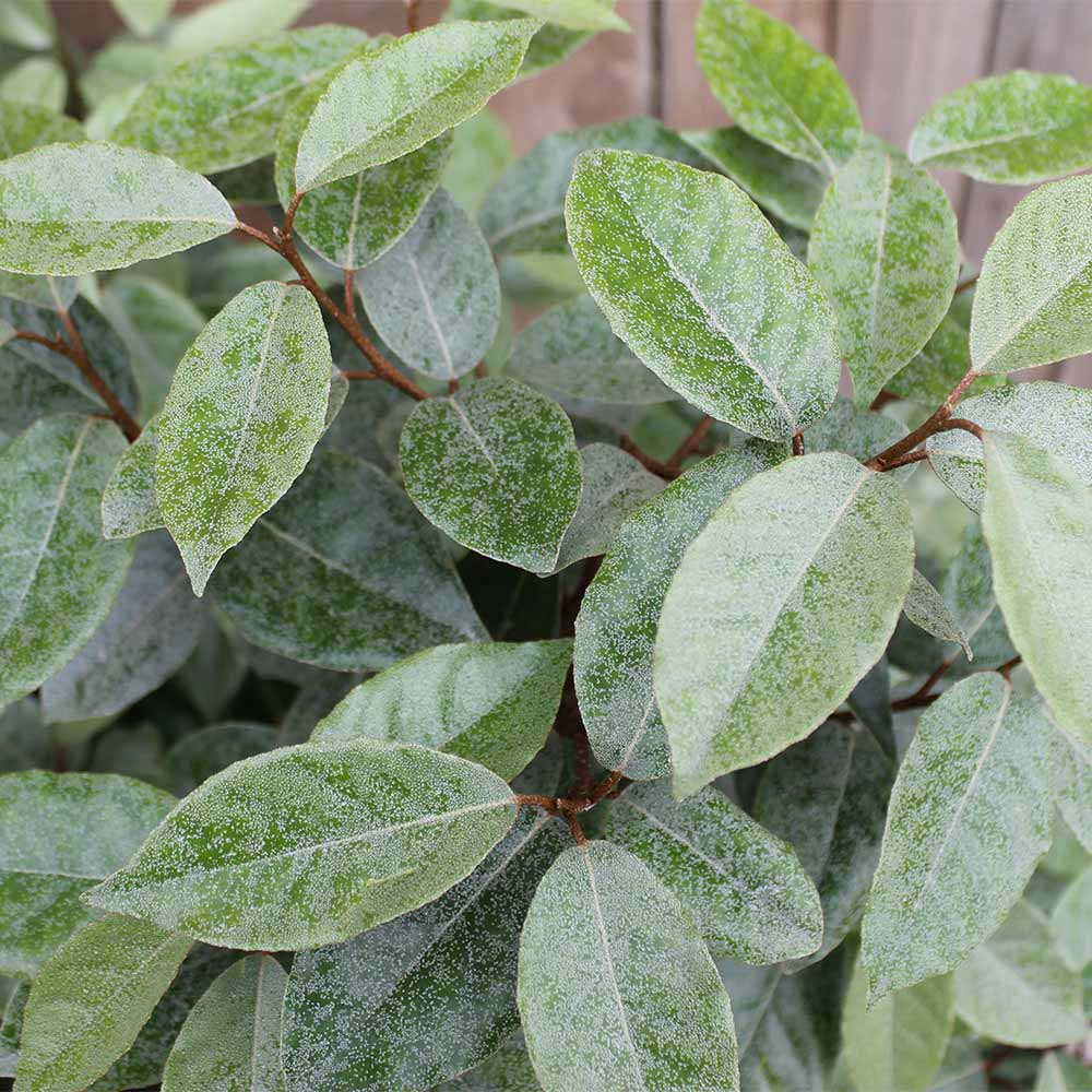 ELAEAGNUS X EBBINGEI 