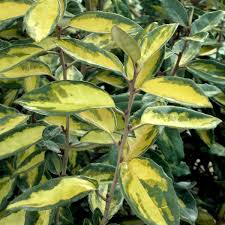 ELAEAGNUS X EBBINGEI LIMELIGHT