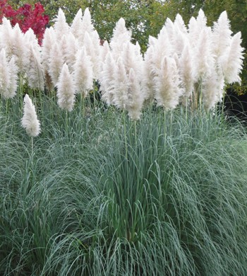 CORTADERIA SELLOANA