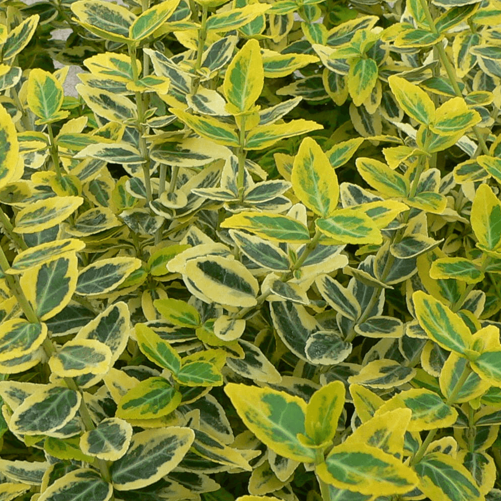 EUONYMUS FORTUNEI EMERALD GOLD