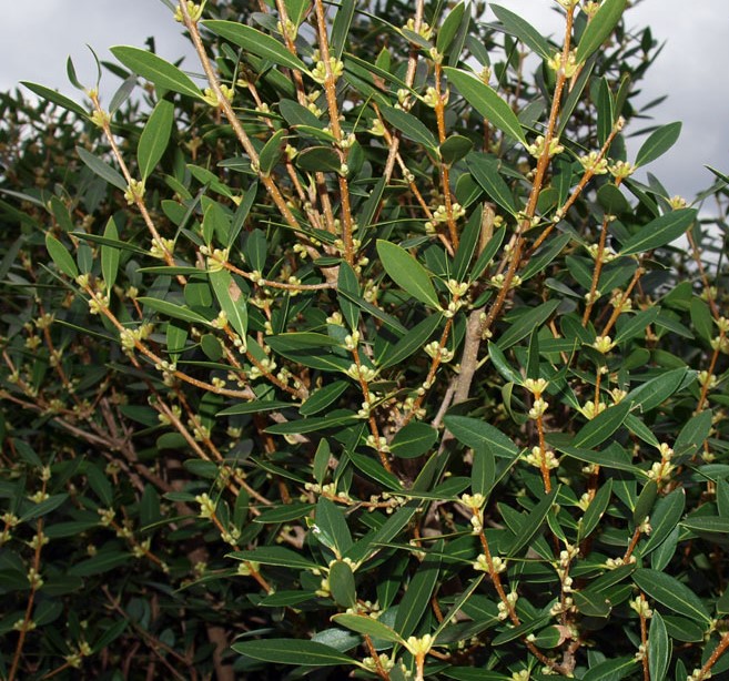 PHILLYREA ANGUSTIFOLIA