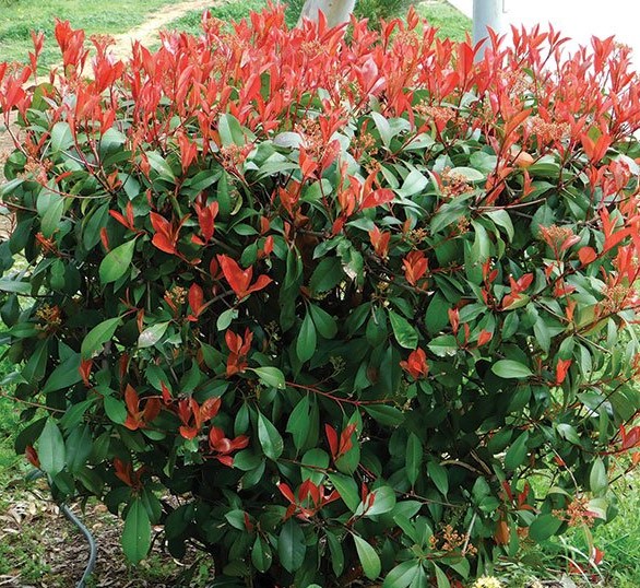 PHOTINIA X FRASERI RED ROBIN