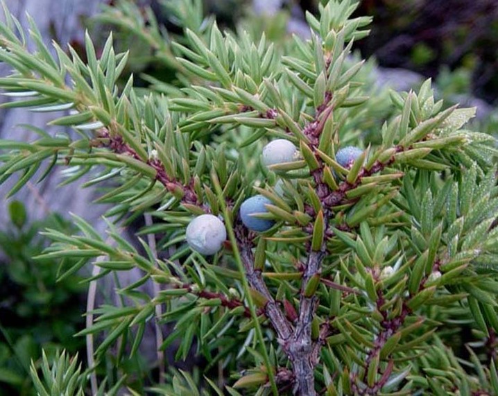 JUNIPERUS COMMUNIS