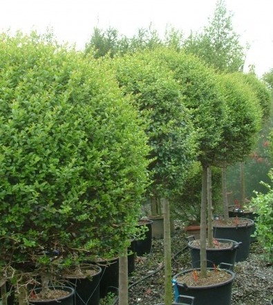 LIGUSTRUM DELAVAYANUM