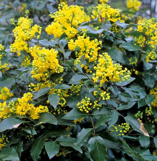 MAHONIA AQUIFOLIUM