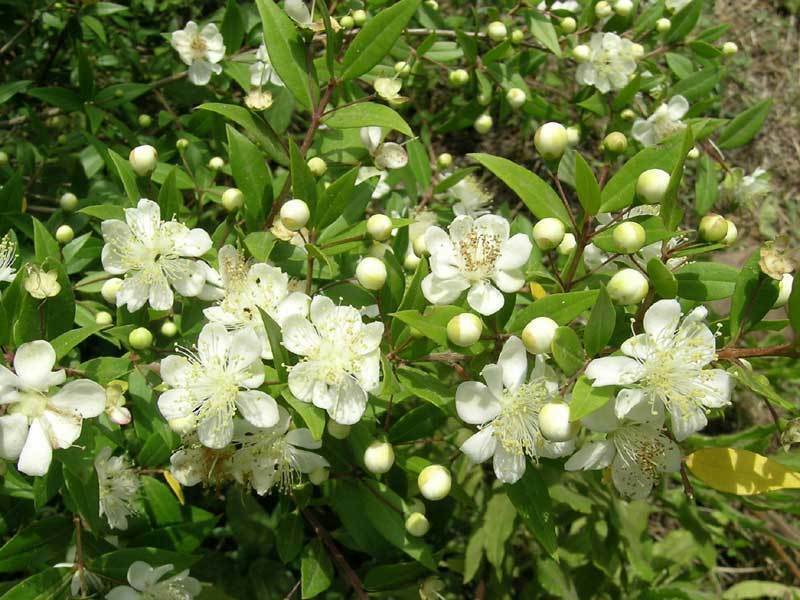 MYRTUS COMMUNIS