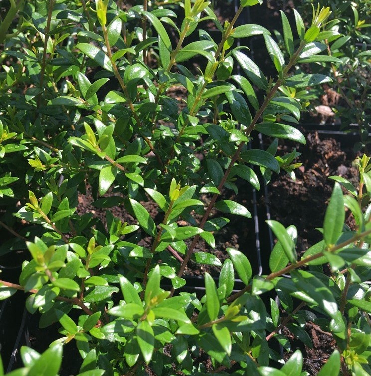 MYRTUS COMMUNIS SUBSP. TARENTINA