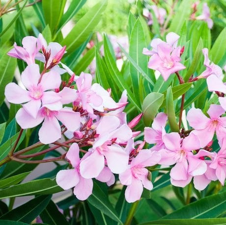 NERIUM OLEANDER 